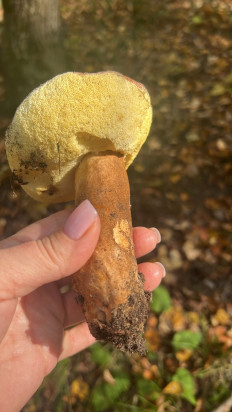 Гриб из Димитровград