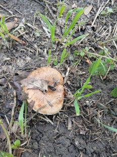 Гриб из Königslutter am Elm