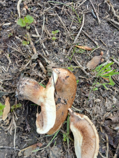 Гриб из Königslutter am Elm