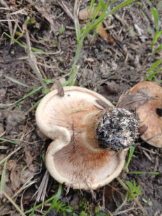 Гриб из Königslutter am Elm