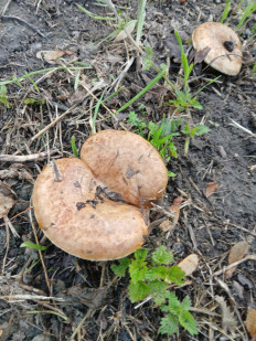 Гриб из Königslutter am Elm