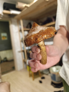 Гриб из Москва