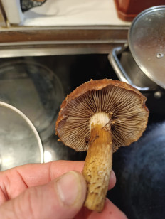 Гриб из Москва