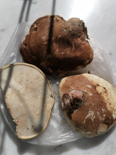 Гриб из Пятигорск