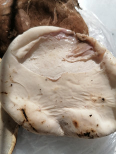 Гриб из Пятигорск