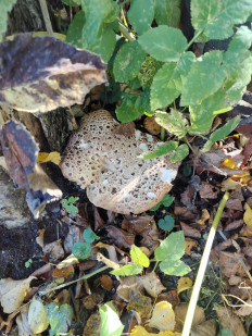 Гриб из Чехов