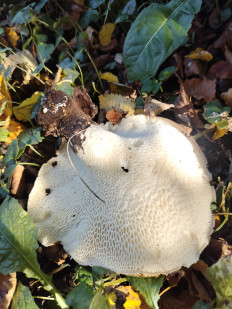 Гриб из Чехов