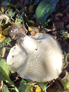 Гриб из Чехов