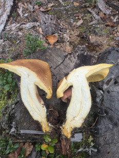 Гриб из ЧЕБОКСАРЫ