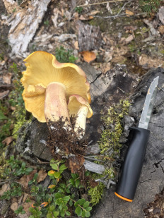 Гриб из ЧЕБОКСАРЫ