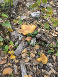 Гриб из ЧЕБОКСАРЫ