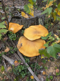 Гриб из ЧЕБОКСАРЫ