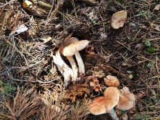 Гриб из Тамбов