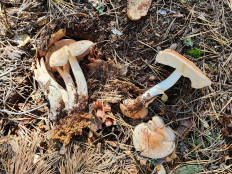 Гриб из Тамбов