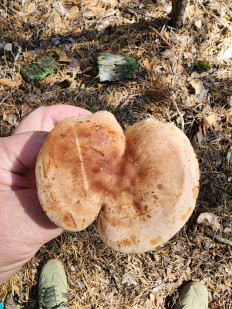 Гриб из Тамбов