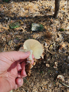 Гриб из Тамбов