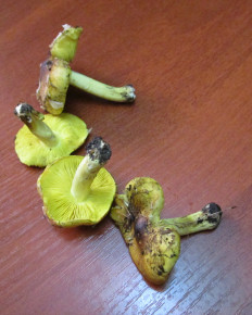 Гриб из Санкт-Петербург