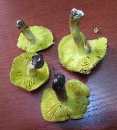 Гриб из Санкт-Петербург