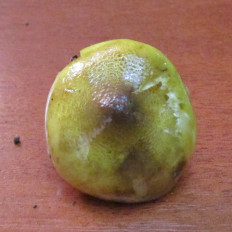 Гриб из Санкт-Петербург