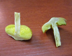 Гриб из Санкт-Петербург