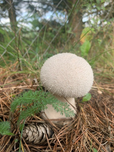 Гриб из Д. Верхний Женвай