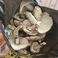 Гриб из с.Кевсала