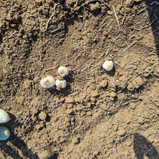 Гриб из с.Кевсала