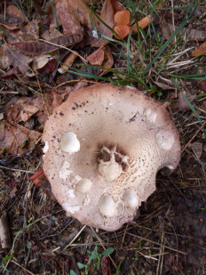 Гриб из Днестровск