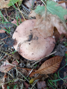 Гриб из Днестровск