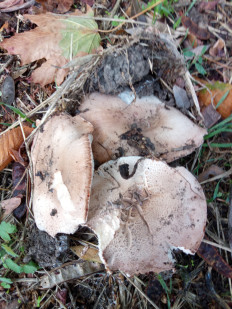 Гриб из Днестровск