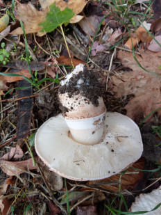 Гриб из Днестровск