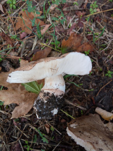 Гриб из Днестровск