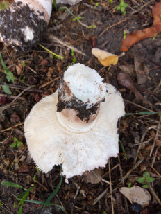 Гриб из Днестровск