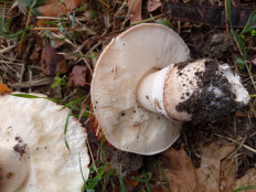 Гриб из Днестровск