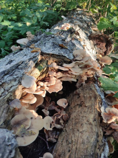 Гриб из Тула