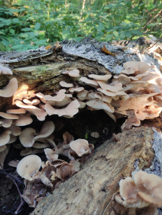 Гриб из Тула