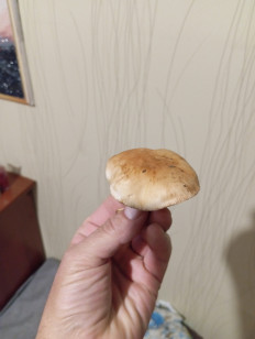 Гриб из Благовещенск