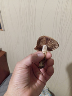 Гриб из Благовещенск