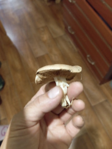 Гриб из Благовещенск