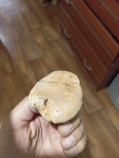 Гриб из Благовещенск