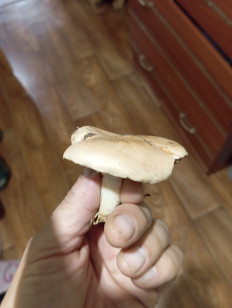 Гриб из Благовещенск