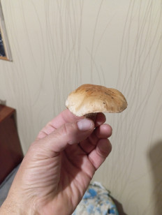 Гриб из Благовещенск