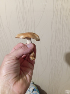 Гриб из Благовещенск