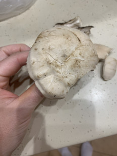 Гриб из Подольск