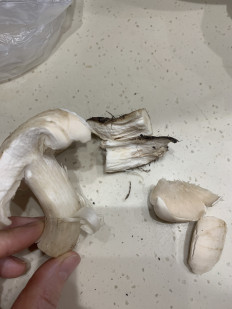 Гриб из Подольск