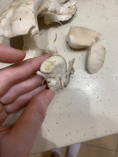 Гриб из Подольск