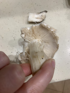 Гриб из Подольск