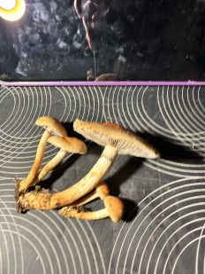 Гриб из Левашовское лесничество