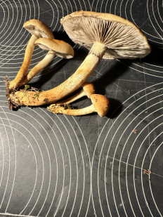 Гриб из Левашовское лесничество