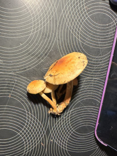 Гриб из Левашовское лесничество